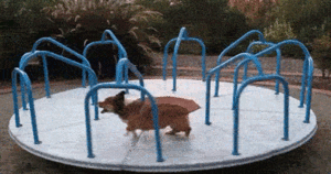 Honden GIF. Dieren Jongen Gifs Hond 