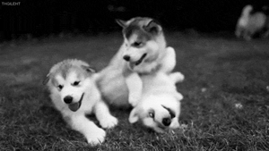 Honden GIF. Dieren Gifs Hond Ontvangst 