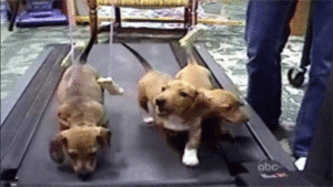Honden GIF. Dieren Tong Gifs Hond 