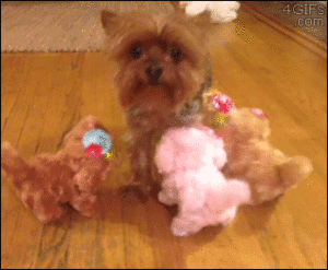 Honden GIF. Dieren Grappig Gifs Hond Mopshond 