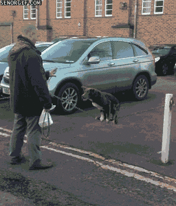 Honden GIF. Dieren Gifs Hond Oren 