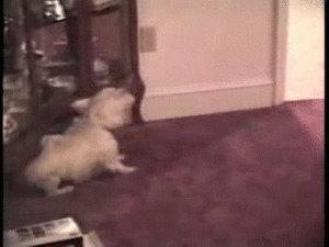 Honden GIF. Dieren Voedsel Gifs Hond Gluiperig 