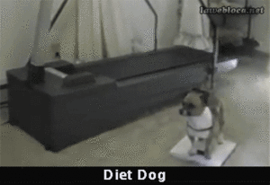 Honden GIF. Dieren Gifs Hond 