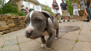 Honden GIF. Dieren Gifs Hond Dans 