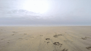 Honden GIF. Dieren Gebit Lucht Gifs Hond Blazer 
