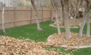 Honden GIF. Dieren Computer Gifs Hond Kijken 