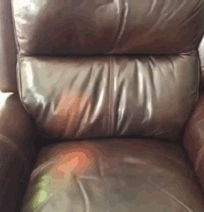 Honden GIF. Dieren Yoga Gifs Hond Doen 