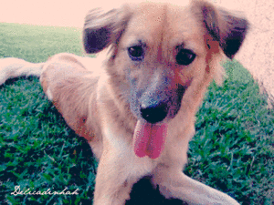 Honden GIF. Dieren Gifs Hond Het+eten 