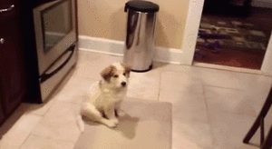 Honden GIF. Dieren Auto Gifs Hond Dier 