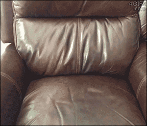 Honden GIF. Dieren Gifs Hond De+mens 