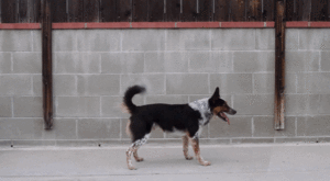 Honden GIF. Dieren Voedsel Gifs Hond Gluiperig 
