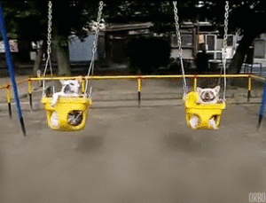 Honden GIF. Dieren Gifs Hond Laser Been Wijzer 