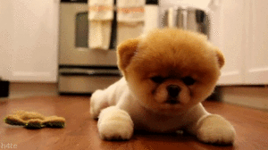 Honden GIF. Dieren Gifs Hond Wenkbrauwen 