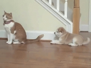 Honden GIF. Dieren Puppy Gifs Hond 