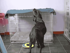 Honden GIF. Dieren Gifs Hond Mopshond 