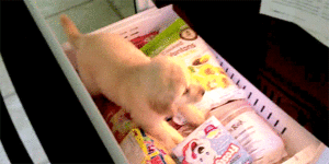 Honden GIF. Dieren Baby Gifs Hond 