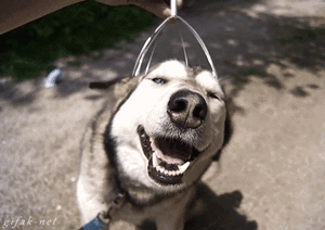 Honden GIF. Dieren Gifs Hond Ontvangst 