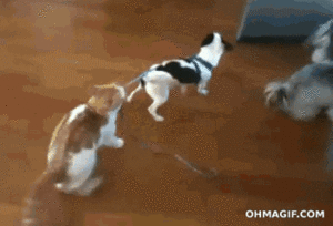 Honden GIF. Dieren Computer Gifs Hond Kijken 