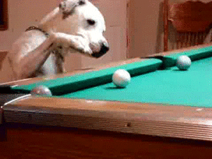 Honden GIF. Dieren Kus Gifs Hond Mopshond 