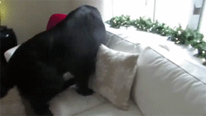 Tijger GIF. Dieren Tijger Gifs Hond 