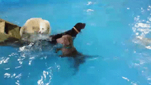 Honden GIF. Dieren Zwemmen Zwembad Gifs Hond 