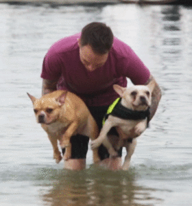 Honden GIF. Dieren Gifs Hond Likken 