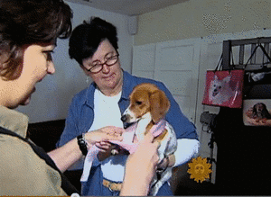 Honden GIF. Dieren Gifs Hond Vrolijkheid 