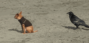 Honden GIF. Dieren Gifs Hond Verbazingwekkend 