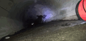 Honden GIF. Dieren Gifs Hond Dans 