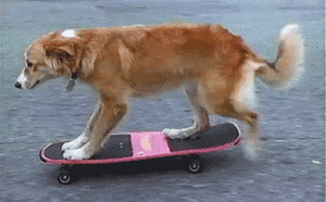 Honden GIF. Dieren Puppy Gifs Hond 