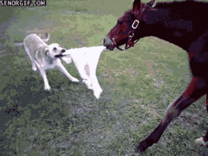 Honden GIF. Dieren Gifs Hond Wat Geschokt 