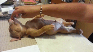Honden GIF. Dieren Puppy Gifs Hond 