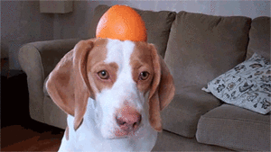 Honden GIF. Dieren Puppy Gifs Hond 