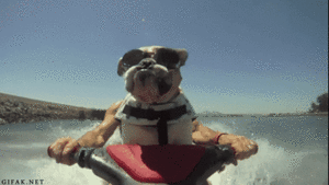 Honden GIF. Dieren Kat Gifs Hond Katje 