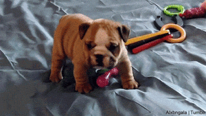 Honden GIF. Dieren Puppy Gifs Hond 