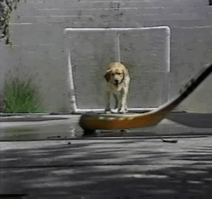 Mopshond GIF. Dieren Kus Gifs Hond Mopshond 