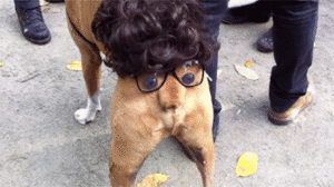 Baby GIF. Dieren Baby Gifs Hond 