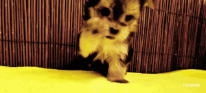 Honden GIF. Dieren Schattig Puppy Gifs Hond 