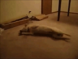 Honden GIF. Dieren Puppy Gifs Hond 