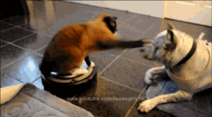 Baby GIF. Dieren Baby Gifs Hond 