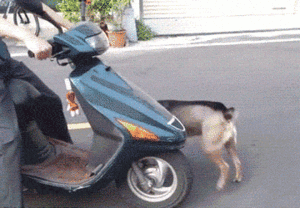 Honden GIF. Dieren Baby Gifs Hond 