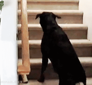 Honden GIF. Dieren Puppy Gifs Hond 