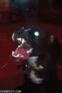 Honden GIF. Dieren Gifs Hond Zoute+krakeling 
