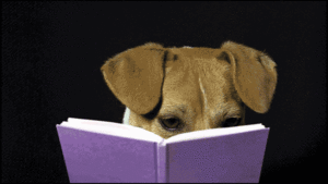 Honden GIF. Dieren Gifs Hond Laser Been Wijzer 