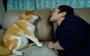 Honden GIF. Dieren Emoties Gebit Gifs Hond Wtf Boosheid 