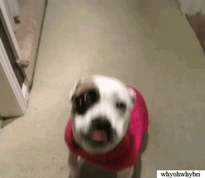Honden GIF. Dieren Zonnebril Gifs Hond Jumping 
