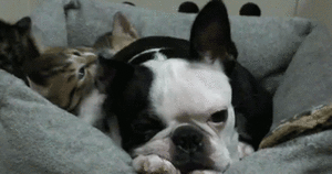 Honden GIF. Dieren Computer Gifs Hond Kijken 