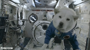 Honden GIF. Dieren Gifs Hond Likken 