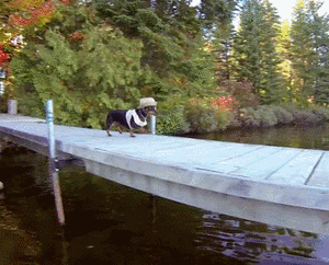 Honden GIF. Dieren Gebit Lucht Gifs Hond Blazer 