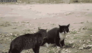 Honden GIF. Dieren Kat Gifs Hond Katje 